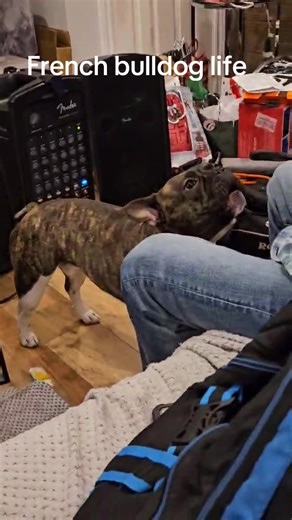 #frenchbulldoglife #frenchie #jumpinjackdeanspotify
