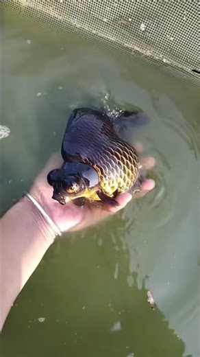 Next, let me show you the black goldfish! Does anyone like it #goldfish #koi