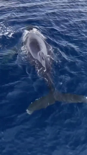 The ocean is alive off the coast of Dana Point with airborne common dolphins Video by @gabeberghouse