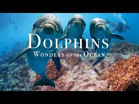 Dolphins | Wonders of the Ocean | Marine Conservation