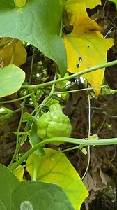 53K views · 3.5K reactions | Tutorial edit video Yang penasaran jangan lupa nonton sampai selesai dan bantu Save dan share sebanyak mungkin | Imerlin Lau Marau | Facebook