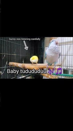 Blue Quaker Parrot Talking/Singing #shorts