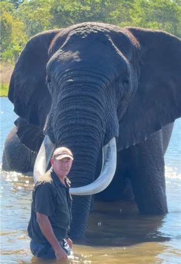 Swimming with Elephants: A Unique Experience