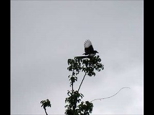 Magpie song ( traditional rhyme )