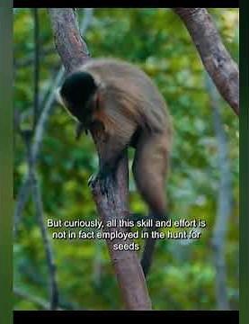 The most intelligent New World monkey_capuchin monkeys