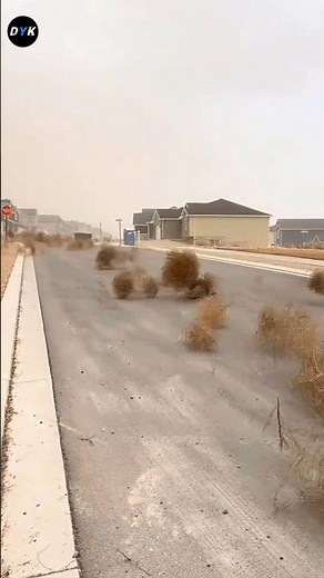 Tumbleweed Explained 😳 | #shorts