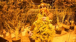 In this quick video, we run through the essential steps of harvesting cannabis and preparing it to be enjoyed. The main steps include: 1. Knowing when to harvest - this involves using a small microscrope to check the state of the trichomes. They should ideally be mostly cloudy with some amber accents. 2. Cutting and Hanging - harvest your plants when ready, hang your cut branches upside down and trim off any large fan leaves. We never wet trim our buds. 3. Drying - leave branches hanging in a da