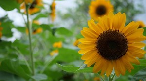 Download Beautiful sunflower in the wind for free