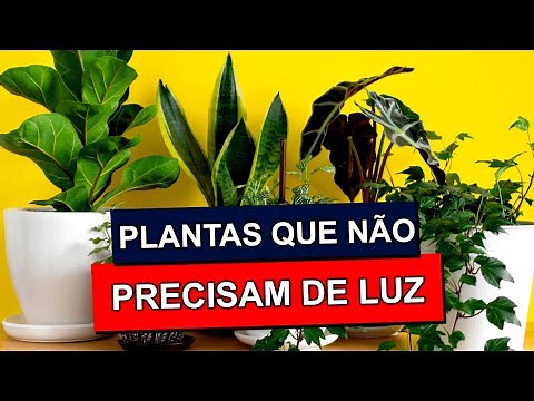 12 Plants That Don't Need Light to Grow at Home