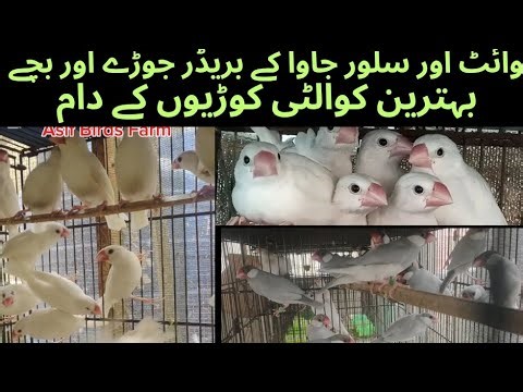 White Java Silver Java Sparrow Breeder Pair Or Chicks Setup|| Asif Birds Farm