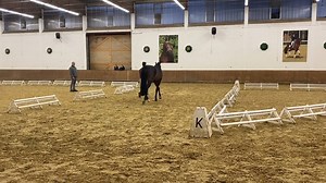 Es sind die „Deutschen Meisterschaften der Pferdewirt-Azubis“: Letzte Woche stellten 33 Pferdewirte "Pferdehaltung und Service" sowie "Pferdezucht" in der Deutschen Reitschule ihr Können unter Beweis. Zu den Teilaufgaben der Zucht-Azubis gehört auch das Vormustern auf der Dreiecksbahn. Hier gezeigt von Gabriel Lucano, vom drittplatzierten Team des Landesverbandes Berlin-Brandenburg. Gewonnen hat Westfalen vor Weser-Ems. Den ganzen Bericht gibt es hier www.pferd-aktuell.de/38992 | Pferdesport Deu
