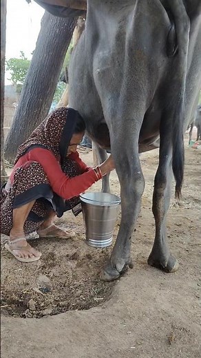 Old Lady Milking Buffalo – Traditional Farm Life in Action #BuffaloMilking #FarmLife #Countryside