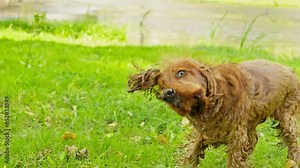 Wet dog shaking off water from his fur. Spaniel after swimming at sunny day. Pet having fun outdoors. Water drops. Slow motion in 4K, UHD