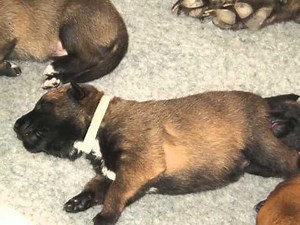 Naissance chiots malinois