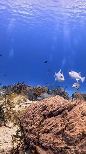 11K views · 368 reactions | Meet the Ocean Triggerfish. They are...