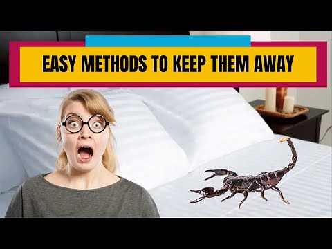 How To Get Rid Of Scorpion In The House? Safe & Natural Methods