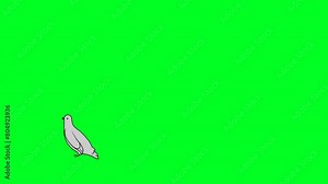 2D animated pigeon bird character flight enters, lands and sits in green screen. 4K resolution.