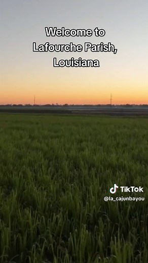 Did you know that Louisiana produces almost 20% of America's domestic sugar supply? Here in Lafourche Parish, Louisiana, you will find rows and rows of sugar cane fields ready to be harvested this time of year. As a visitor you may not know it, but the sugar cane found in our destination provides a huge economic impact to our local economy, and is a big part of our culture here on Bayou Lafourche. Video credit: @Nicholls State Univ. #louisiana #sugarcane #cajun #bayou #lafourche