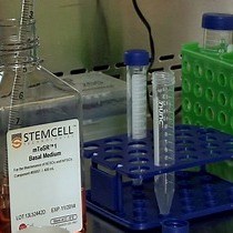 Video: Directed Dopaminergic Neuron Differentiation from Human Pluripotent Stem Cells