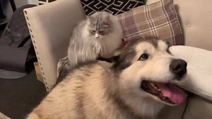 26K views · 1.7K reactions | Giant malamute goes on a doggy date! | Life with malamutes | Facebook