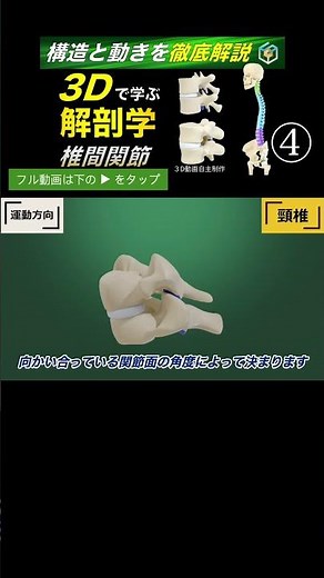 Cervical spine rotation movement [Thorough explanation in 3D] The secret of coupling motion: Face...