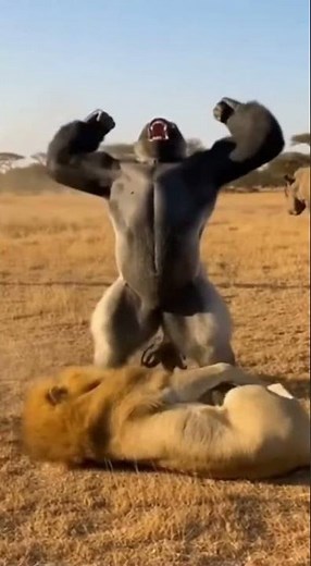 Gorilla Fighting Lion - Leopards Try Rescue - ALL DEFEATED! 😱 gorilla #safari #animalbattle