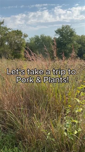 Earlier this fall, our teams at France 44 Cheese & Meat and @stpaulmeatshop took a field trip down to Altura, MN to visit Pork & Plants. Pork & Plants is our supplier for pork and some beef - our whole animal butchers break down their animals every single week. Eric Kreidermacher and his family care for their farm in a way that’s rare in today’s world. They don’t force anything: don’t force breeding or feeding, let their animals live on pasture and in pens with plenty of space, keep their ground