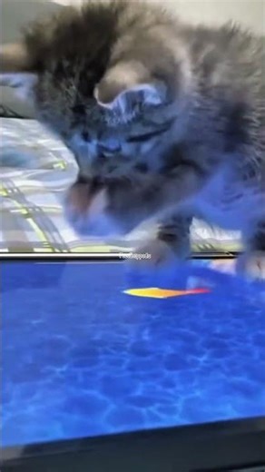 Hungry Kitten vs iPad Fish 😂🐟