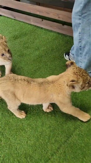 秋吉台サファリランドでライオンの赤ちゃんと触れ合ってきた。#秋吉台サファリランド#ライオンの赤ちゃん