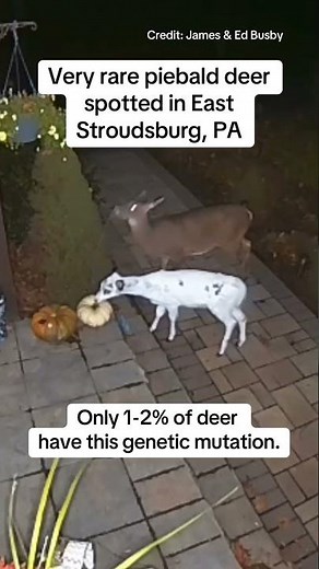 Very rare piebald deer spotted in East Stroudsburg, PA