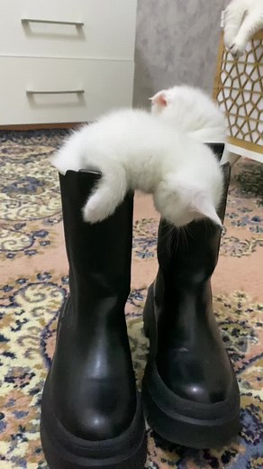 Playful Kittens Exploring Leather Boots