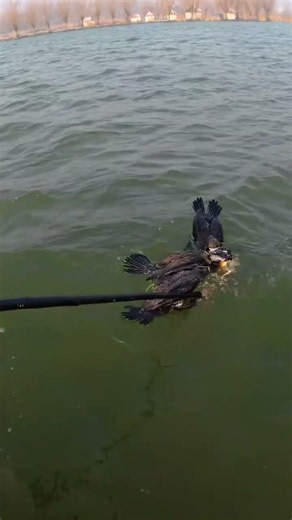 Cormorants are very good at hunting carp #Cormorant #Fishermen'sLife #DailyLifeOfFishermen