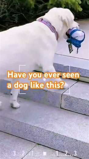 Labradors have to carry their own leash and water bottles up the mountain. #pets #cute #cutedog