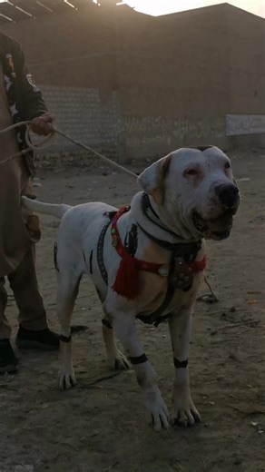 بہترین بولی گلٹیر کی تفصیلات