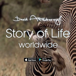 1000 of Sir David Attenborough's greatest moments. Now on iTunes: http://apple.co/2gl7zTo and Google Play: http://bit.ly/2gjBavu | BBC Earth