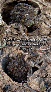 Wolf spider babies, or spiderlings, have a unique start to life compared to most other spiders. After hatching, they climb onto their mother’s back, clinging tightly to her hairs. This behavior is quite rare among spiders and allows the spiderlings to be protected and transported by their mother as she hunts for food. The spiderlings stay with their mother for about one to two weeks before dispersing to live independently. This close maternal care gives the wolf spider babies a better chance of 