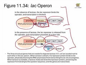 Openstax Micro Ch. 11 Video Part 05b - Section 11.7