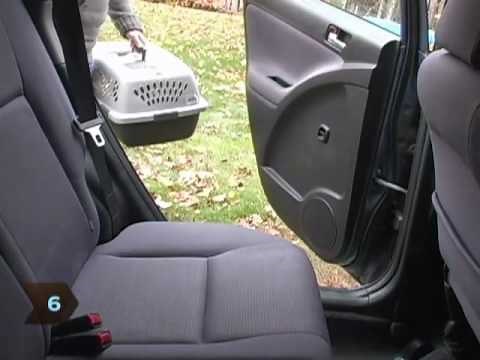 How to Keep Cats Safe in a Car