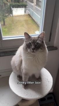 Here’s what happened at our house when the new PetSnowy Automatic Litter Box arrived!🐾