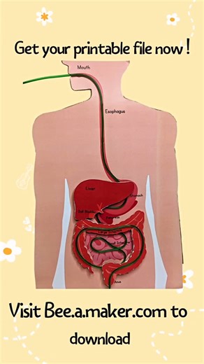 Bee.a.maker on Instagram: "Get the printable from our website or Etsy shop, link in bio. A digestive model made of paper with water flowing through a pipe is a creative and interactive way to demonstrate the human digestive system. This model visually represents how food moves and gets processed in the body. The paper structure forms the shape of the digestive organs, while the water flowing through the pipe simulates the movement of food and digestive juices. Key features of this model include: