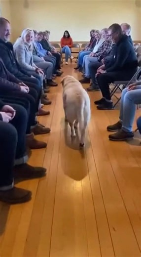 This old Lab knew exactly who needed him 💛😭 #labrador #dogadoption #rescue