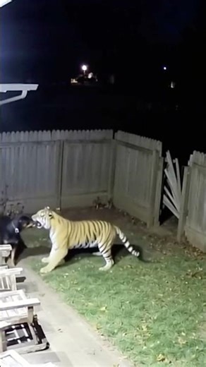 Dog vs Tiger (Ring Camera Video) Unbelievable! (Caught On Camera) (Ai Video)