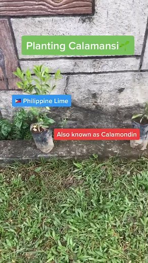 Planting Calamansi in the Philippines
