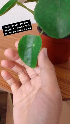 #plantsoftiktok #plant #littlepilea #pileapeperomioides #pilea #peperomia #succulents #prayerplant