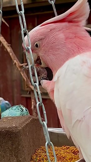 Pink Cockatoo and Parrot Interacting Outdoors