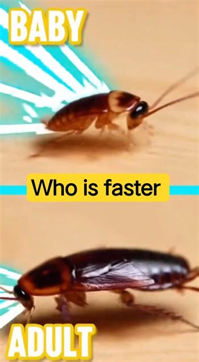 Baby-roach speed fact is one almost nobody knows… until now. 🚀