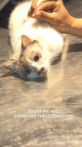 12K views · 65 reactions | Cat Ultrasound: Witnessing the Birth of a Feline. #cat #catsofinstagram #kitten #pet #animal #catlover | Chubby Meows | Facebook