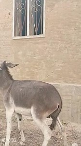 Home donkey at my village life #donkeys #donkeykong #donkey #horse #beautiful #animallover #beach #travel #beachday #foryou #animals #bigdonkey #jungel #Donkey #Village #animal #animals #nature #pet #cute #wildlife #love #dog #pets #photography #cat #cats #naturephotography #instagram #photooftheday #dogs #animallovers #instagood #wildlifephotography #art #animalphotography #of #dogsofinstagram #petstagram #bird #catsofinstagram #puppy #birds #animalsofinstagram | Kingdomofdoggos