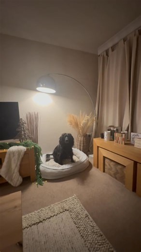 Listen to your dog. They might not be able to speak but they communicate so brilliantly. This is one of our best examples. Max loves fetch but he loves finding more. This is how he tells me what he wants to do. I do not tell him not to fetch. He tells me he doesn’t want to fetch but instead wants to find only by his response. WHY ARE YOU SO PERFECT MAX ♥️😭🐾🐾 xx | Cocker Spaniel Max