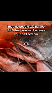 Why 50,000 Fish Die Every Second from Suffocation